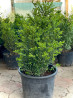 Продаются декоративные хвойные растения ???????? -самшиты от 30 до 60см -туи Bishkek