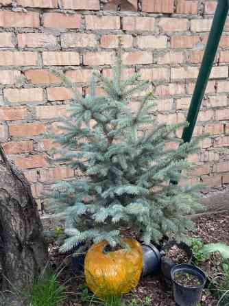 Продаются голубые ели ???? -Размеры от 40 до 140см -Цены варьируются в Bishkek