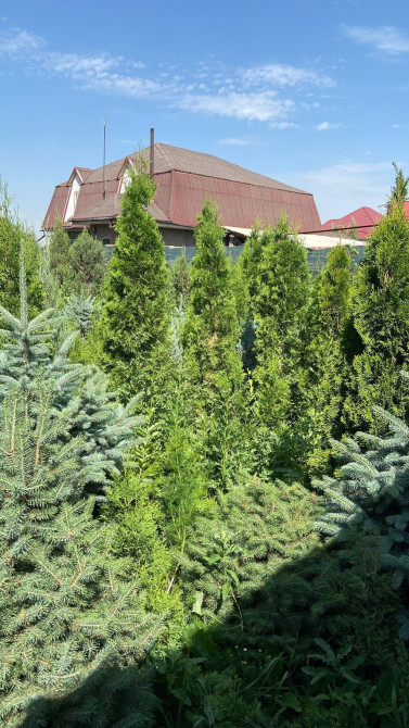 Продаются декоративные хвойные растения ???????? -туи от 150 до 220см -ели Bishkek - photo 1