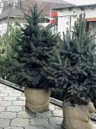 Продаются елки???????? От 1м до 3,5м. С хорошим комом. Идеально подойдет для Bishkek