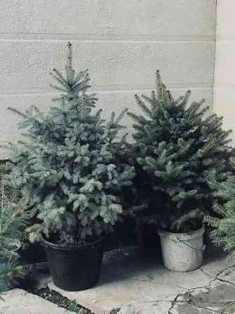 Продаются елки???????? От 1м до 3,5м. С хорошим комом. Идеально подойдет для Bishkek