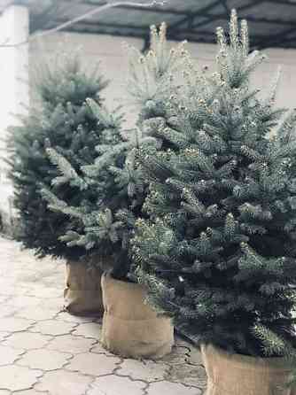 Продаются елки???????? От 1м до 3,5м. С хорошим комом. Идеально подойдет для Bishkek