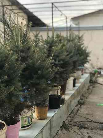Продаются елки???????? От 1м до 3,5м. С хорошим комом. Идеально подойдет для Bishkek