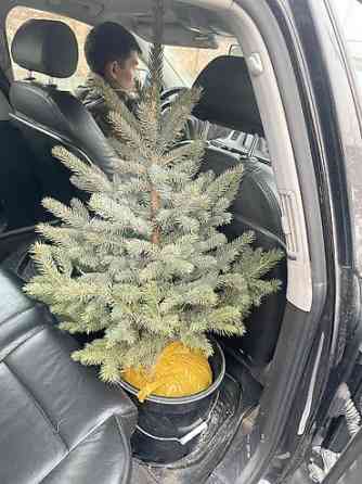 Продаются елки???????? От 1м до 3,5м. С хорошим комом. Идеально подойдет для Bishkek