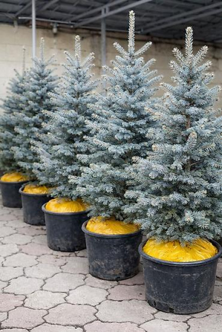 Продаются елки???????? От 1м до 3,5м. С хорошим комом. Идеально подойдет для Bishkek - photo 10