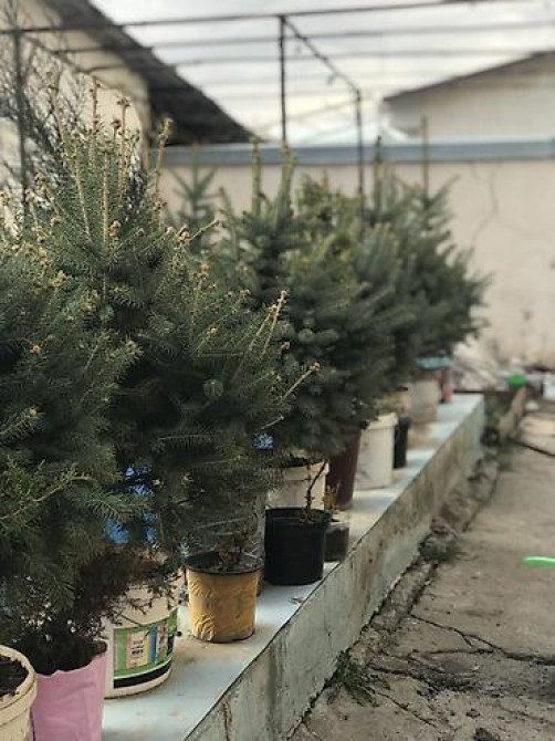 Продаются елки???????? От 1м до 3,5м. С хорошим комом. Идеально подойдет для Bishkek - photo 15