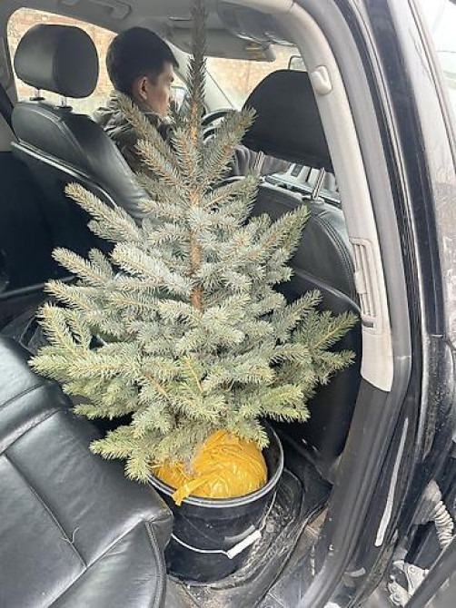 Продаются елки???????? От 1м до 3,5м. С хорошим комом. Идеально подойдет для Bishkek - photo 13