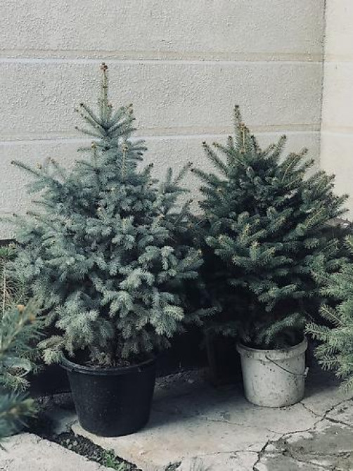 Продаются елки???????? От 1м до 3,5м. С хорошим комом. Идеально подойдет для Bishkek - photo 16