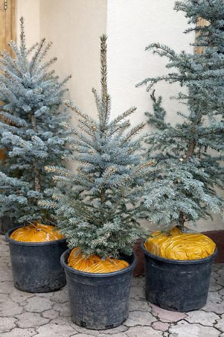 Продаются елки???????? От 1м до 3,5м. С хорошим комом. Идеально подойдет для Bishkek - photo 27