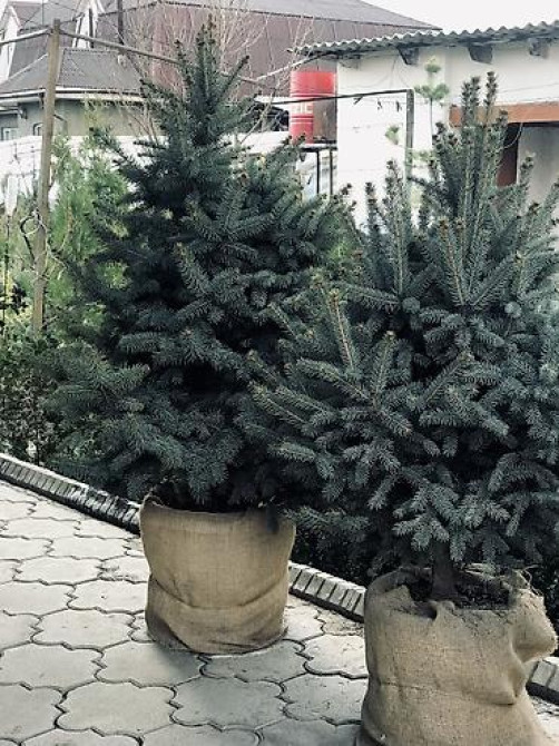 Продаются елки???????? От 1м до 3,5м. С хорошим комом. Идеально подойдет для Bishkek - photo 22