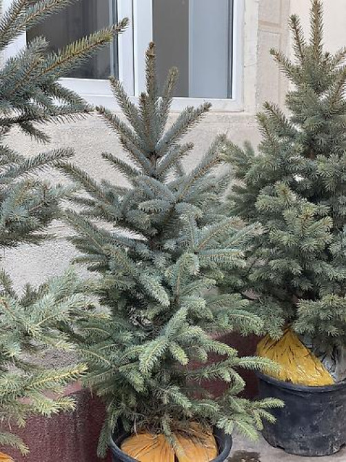 Продаются елки???????? От 1м до 3,5м. С хорошим комом. Идеально подойдет для Bishkek - photo 29