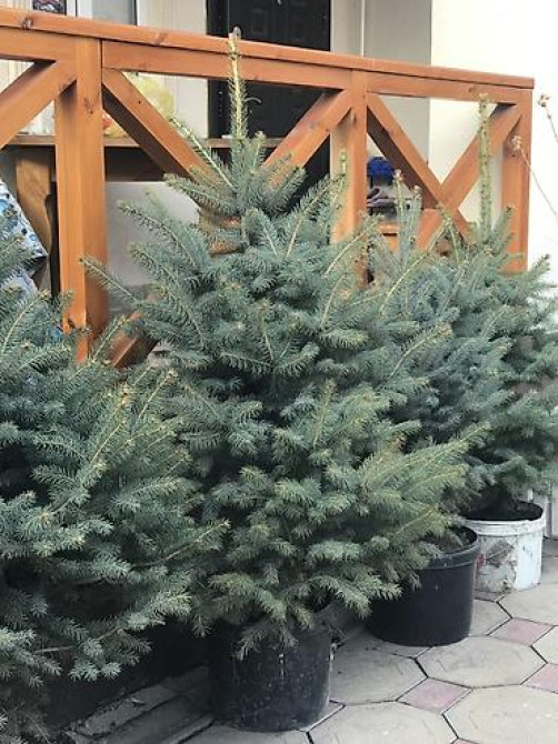 Продаются елки???????? От 1м до 3,5м. С хорошим комом. Идеально подойдет для Bishkek - photo 14