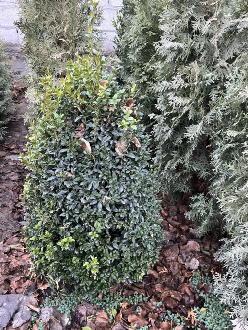 Самшит вечнозелёный. Есть большие и маленькие,цена договорная Можете Bishkek - photo 1