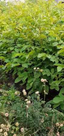 Орех сажинцы. королевский сорт тонкая кожура по 100 сомов. Есть Bishkek