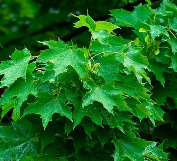 Клен остролистный (Acer platanoides) и Явор, или клен Bishkek - photo 1