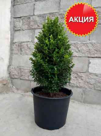 Самшит buxus - вечнозеленый кустарник 30-50 см Bishkek