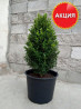 Самшит buxus - вечнозеленый кустарник 30-50 см Bishkek