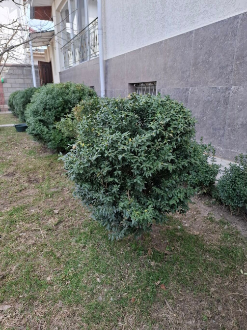 Продаются Самшиты от 300сомов Bishkek - photo 1