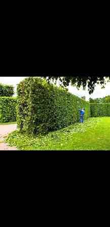 Живые изгороди быстро растущие, растут до 4х метров. Сорт бархатный Bishkek