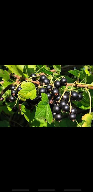 Живые изгороди быстро растущие, растут до 4х метров. Сорт бархатный Bishkek - photo 16