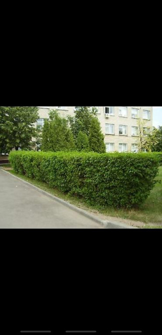 Живые изгороди быстро растущие, растут до 4х метров. Сорт бархатный Bishkek - photo 26