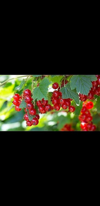 Живые изгороди быстро растущие, растут до 4х метров. Сорт бархатный Bishkek - photo 7