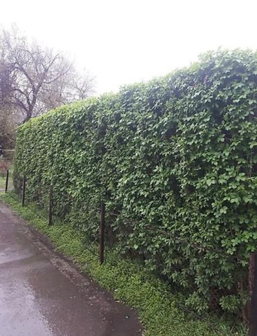 Живые изгороди быстро растущие, растут до 4х метров. Сорт бархатный Bishkek - photo 35