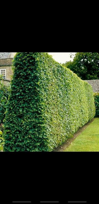 Живые изгороди быстро растущие, растут до 4х метров. Сорт бархатный Bishkek - photo 23