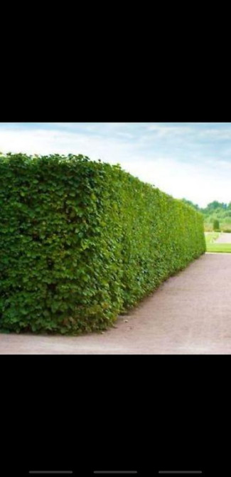 Живые изгороди быстро растущие, растут до 4х метров. Сорт бархатный Bishkek - photo 24