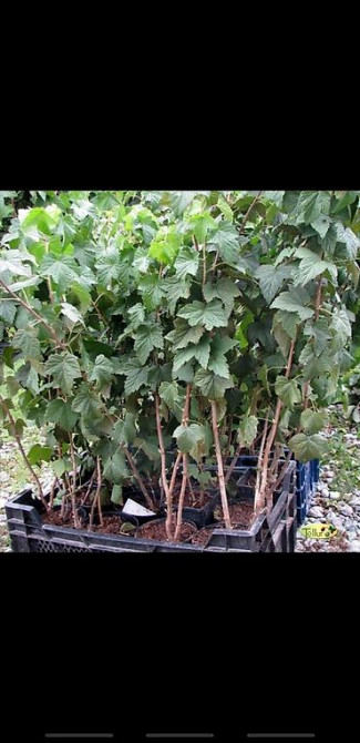 Живые изгороди быстро растущие, растут до 4х метров. Сорт бархатный Bishkek - photo 31