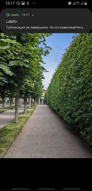 Живые изгороди быстро растущие, растут до 4х метров. Сорт бархатный Bishkek - photo 28