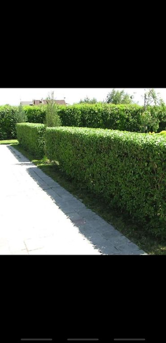 Живые изгороди быстро растущие, растут до 4х метров. Сорт бархатный Bishkek - photo 12