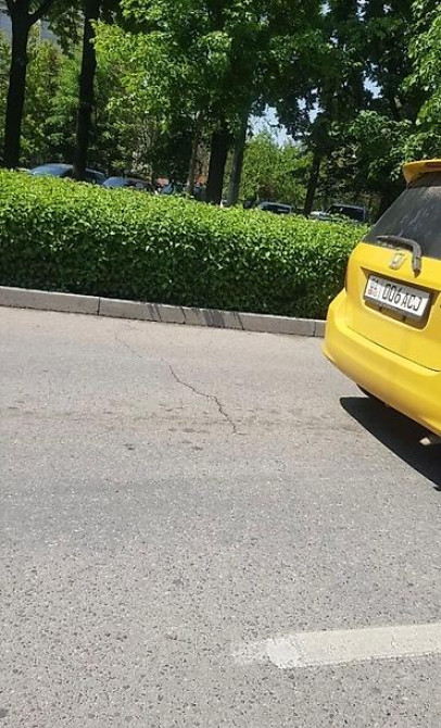 Живые изгороди быстро растущие, растут до 4х метров. Сорт бархатный Bishkek - photo 21