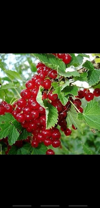 Живые изгороди быстро растущие, растут до 4х метров. Сорт бархатный Bishkek - photo 19