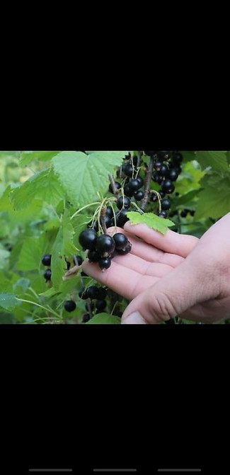 Живые изгороди быстро растущие, растут до 4х метров. Сорт бархатный Bishkek - photo 30