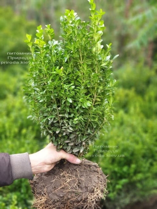 Самшит (Buxus sempervirens) с комом земли из питомника. - Вечнозелёный Bishkek - photo 1