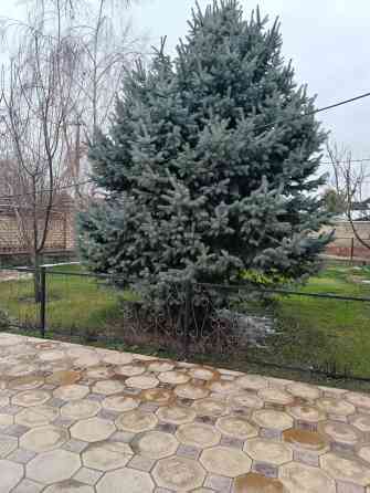 Самовывоз Bishkek