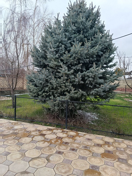 Самовывоз Bishkek - photo 1