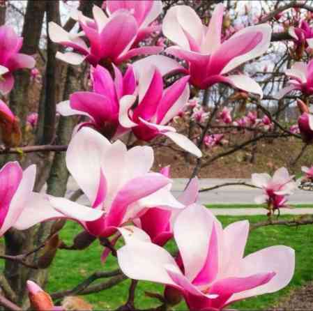 Магнолия местная отправляем по регионам Bishkek