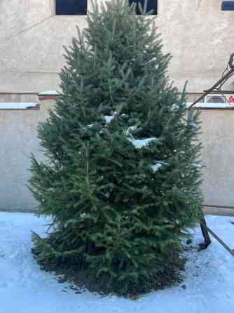 Продам ели, 100$ за каждый метр высоты. Как раз сейчас идеальное время Bishkek