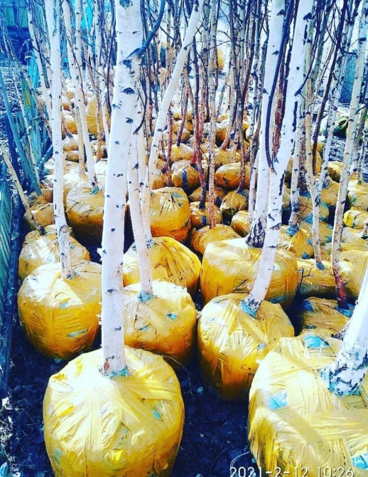 Саженцы березы с белой корой, подготовленные к транспортировке и Bishkek - photo 1