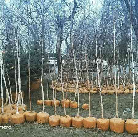 Саженцы Платная доставка Bishkek