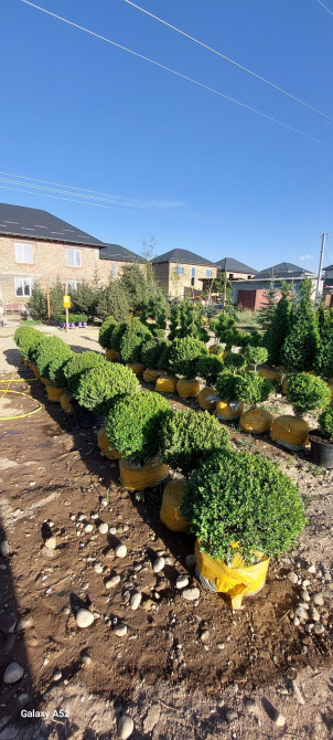 Предлагаются шаровидные туи в горшках. Эти декоративные растения Bishkek - photo 1