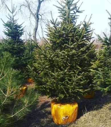 Пихта Семёнова 3м (Abies semenovii) в коме земли. Пихта семёнова Бишкек