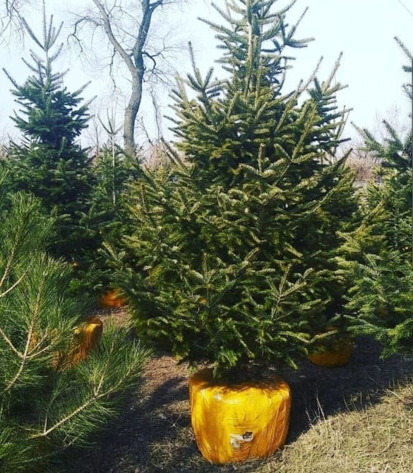 Пихта Семёнова 3м (Abies semenovii) в коме земли. Пихта семёнова Бишкек - изображение 1