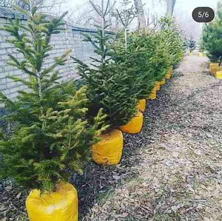 Пихта семёнова 6м. Пихта ещё есть от 1 метра до 5метров заказывайте Бишкек