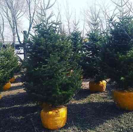 Пихта семёнова 6м. Пихта ещё есть от 1 метра до 5метров заказывайте Бишкек