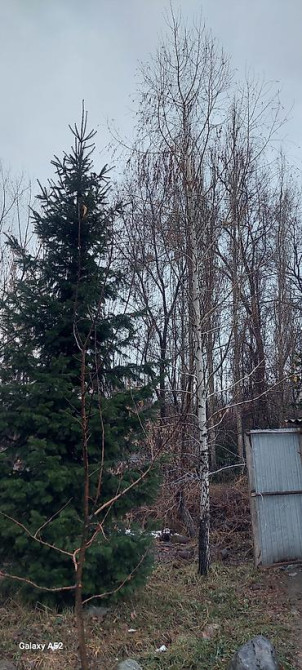 Пихта семёнова 6м. Пихта ещё есть от 1 метра до 5метров заказывайте Бишкек - изображение 10