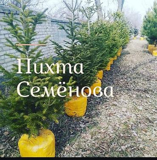 Пихта семёнова 6м. Пихта ещё есть от 1 метра до 5метров заказывайте Бишкек - изображение 7