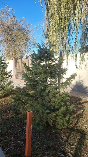 Пихта семёнова 6м. Пихта ещё есть от 1 метра до 5метров заказывайте Бишкек - изображение 12
